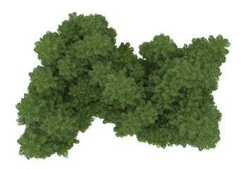 Fototapeta premium Foliage isolated on transparent background. 3d rendering - illustration