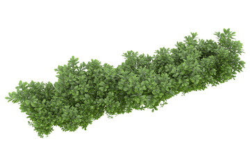 Foliage isolated on transparent background. 3d rendering - illustration