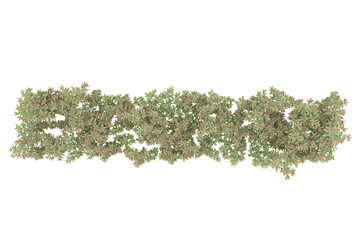 Foliage isolated on transparent background. 3d rendering - illustration