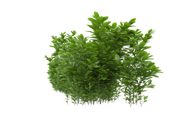 Foliage isolated on transparent background. 3d rendering - illustration