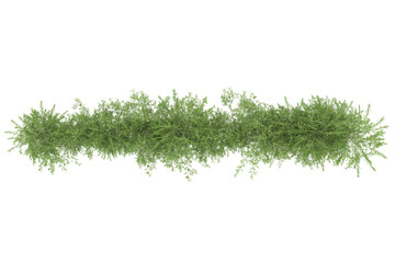 Foliage isolated on transparent background. 3d rendering - illustration