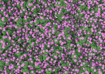 Foliage isolated on transparent background. 3d rendering - illustration