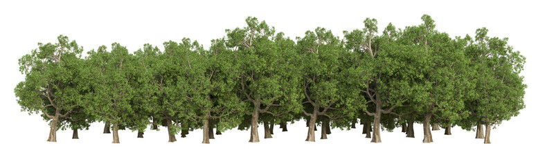 Forest isolated on transparent background. 3d rendering - illustration