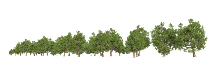 Fototapeta na wymiar Forest isolated on transparent background. 3d rendering - illustration