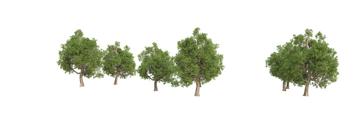 Forest isolated on transparent background. 3d rendering - illustration
