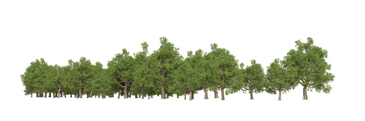 Obraz premium Forest isolated on transparent background. 3d rendering - illustration