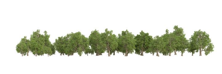 Forest isolated on transparent background. 3d rendering - illustration