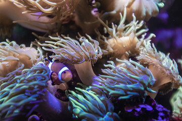 Naklejka na ściany i meble Cute clownfish hiding on anemone reef on tropical underwater sea