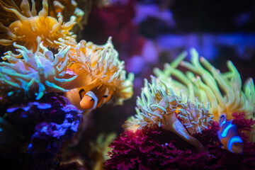 Fototapeta na wymiar Cute clownfish hiding on anemone reef on tropical underwater sea