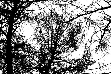 Tree branch silhouette on transparent background
