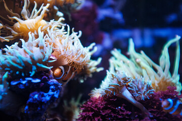 Naklejka na ściany i meble Cute clownfish hiding on anemone reef on tropical underwater sea