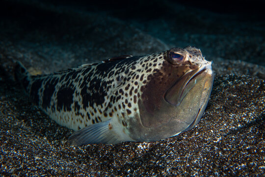 Greater weever fish in the sand in the Canary Islands