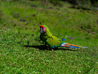 Wild Scarlet Macaw standing on field with green grass