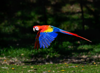 Wild Scarlet Macaw in flight over field with green grass