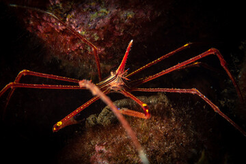 Arrow crab in the Atlantic Ocean