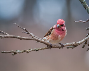 Finch