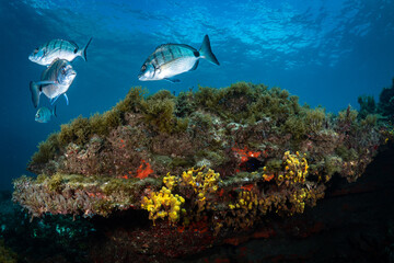Silver fish swimming above reef in the canary Islands - Atlantic Ocean scuba diving - Tenerife
