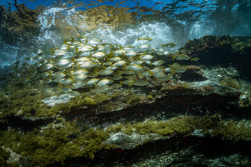 Yelloow snappers schooling in shallow water above coral reef