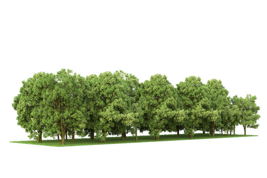 Realistic forest island on transparent background. 3d rendering - illustration