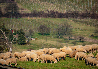 Gr0ße Herde Schafe auf einer Weide