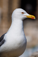 Close-up of a seagull looking around