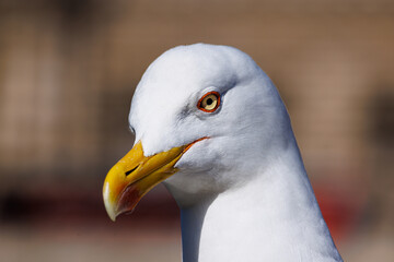 Close-up of a seagull looking around