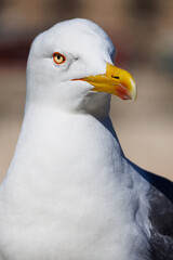 Close-up of a seagull looking around