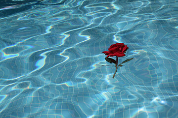 Rosa roja flotando en piscina de gresite.