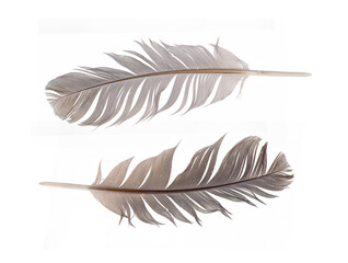 feathers isolated