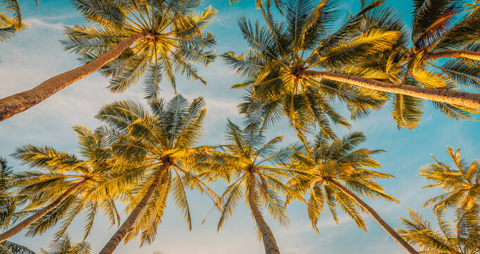 Romantic vibes of tropical palm tree sunlight on sky panorama. Relax sunset exotic foliage, closeup nature landscape. Coconut palm trees and shining tranquil sunlight. Summer spring panoramic nature