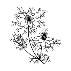 Flowers Black Cumin. Vector stock illustration eps10. Outline, isolate on white background. Hand drawn.
