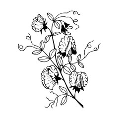Flowers Sweet Peas. Vector stock illustration eps10. Outline, isolate on white background. Hand drawn.