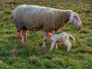 Neugeborenes Lamm