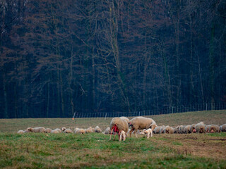 Obraz na płótnie Canvas Gr0ße Herde Schafe auf einer Weide