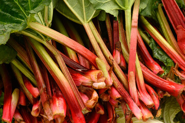 Fresh organic Rhubarb on local country farmers market. Close up. Seasonal harvest.