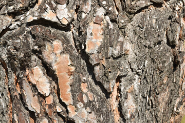 Rough trunk texture