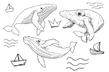 Whale drawn. Silhouette. Ocean. Sea creatures. Undersea world. ink. Sketch. A set of whales for decor. Collection. Ocean. Wild nature. Animal protection.