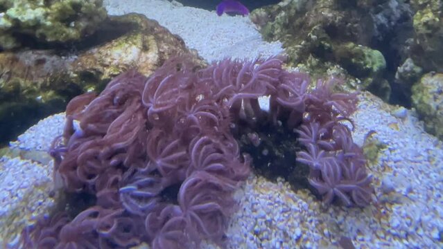 Eine Koralle, Xenia umbellata- pumpende Xenie im Aquarium.