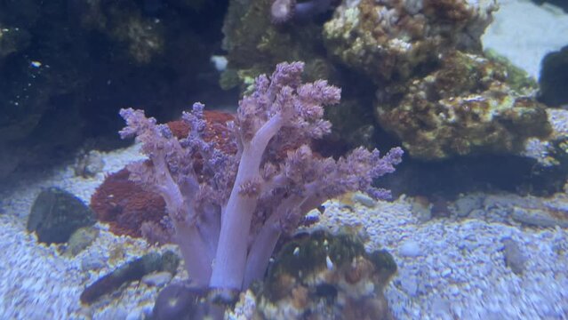 Eine Koralle, Capnella im Aquarium.