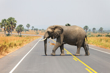 Obraz na płótnie Canvas African bush elephant (Loxodonta africana)