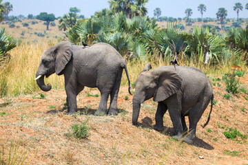 Naklejka na ściany i meble African bush elephants (Loxodonta africana)