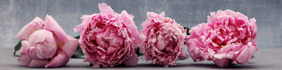 4x1 Banner for Social Networks and Websites 4 large pink peonies close-up on a gray background