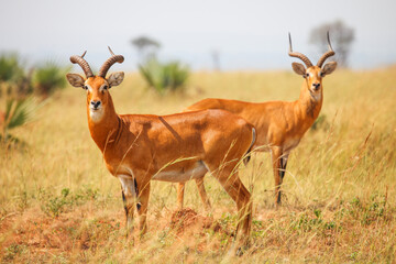 Ugandan kobs (Kobus kob thomasi)