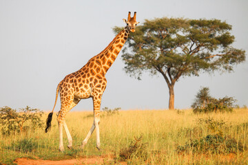 Rothschild's giraffe (Giraffa camelopardalis rothschildi)