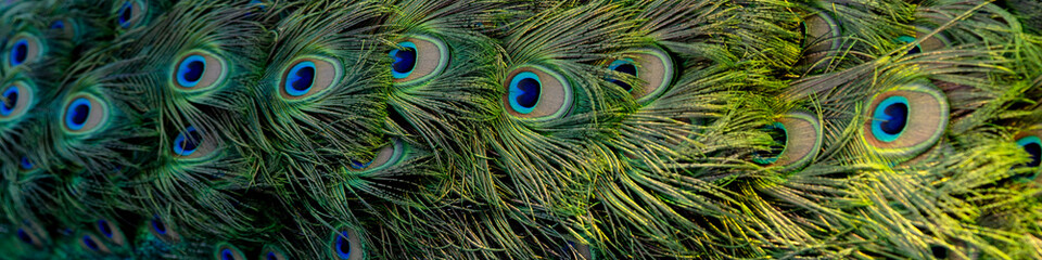 4x1 banner for social networks and websites. Bright colorful multi-colored peacock tail close-up