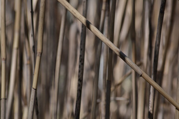 Wood fence texture