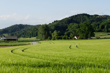 Green rye field, forest, rural road, farmhouses and buildings