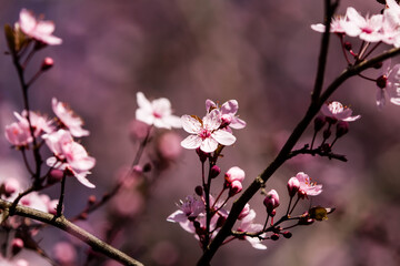 The fruits blossom in spring. Spring blossoms in forest,fields and parks.
