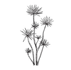 Fototapeta premium Yucca. Hand drawn black and white tropical plant. Vector illustration. Tree in realistic style. Foliage design. Botanical element isolated on a white background.