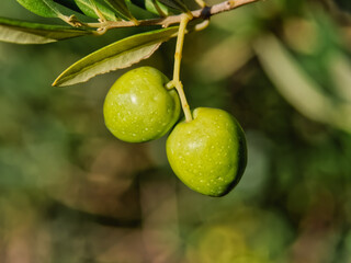 Two green olives on a branch